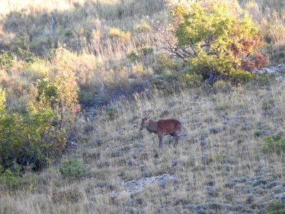 Brame du Cerf   JPG
