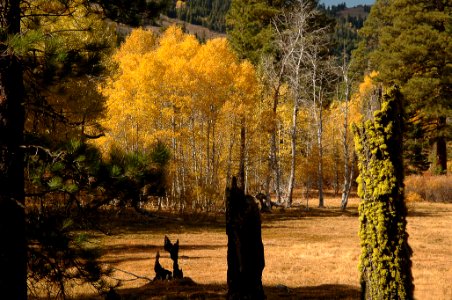 Fall Color in the Warner Range-Fremont Winema photo