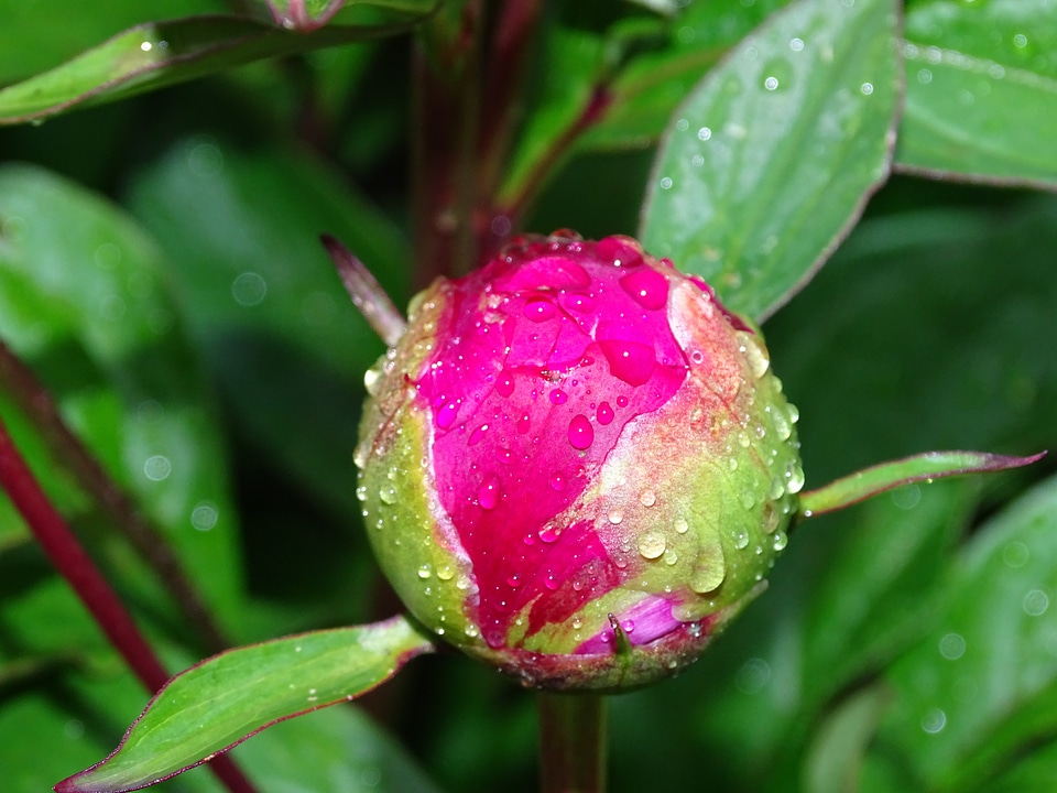 Pink pentecost rosengewächs close up
