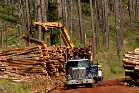 Deschutes National Forest, timber salvage logging-3.jpg photo