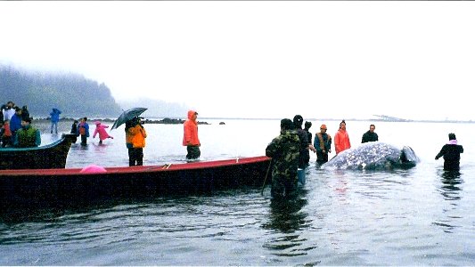 Native American Whale Hunt, Olympic National Forest