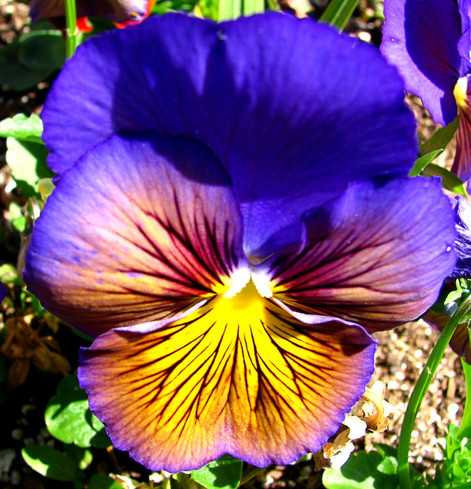 blue-multicolor pansy