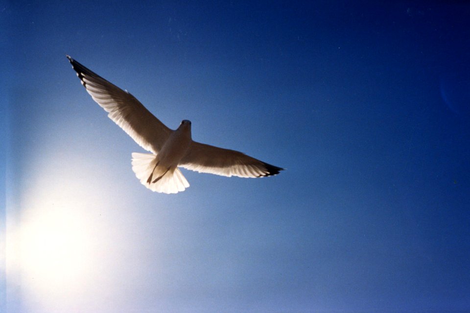 flying gull