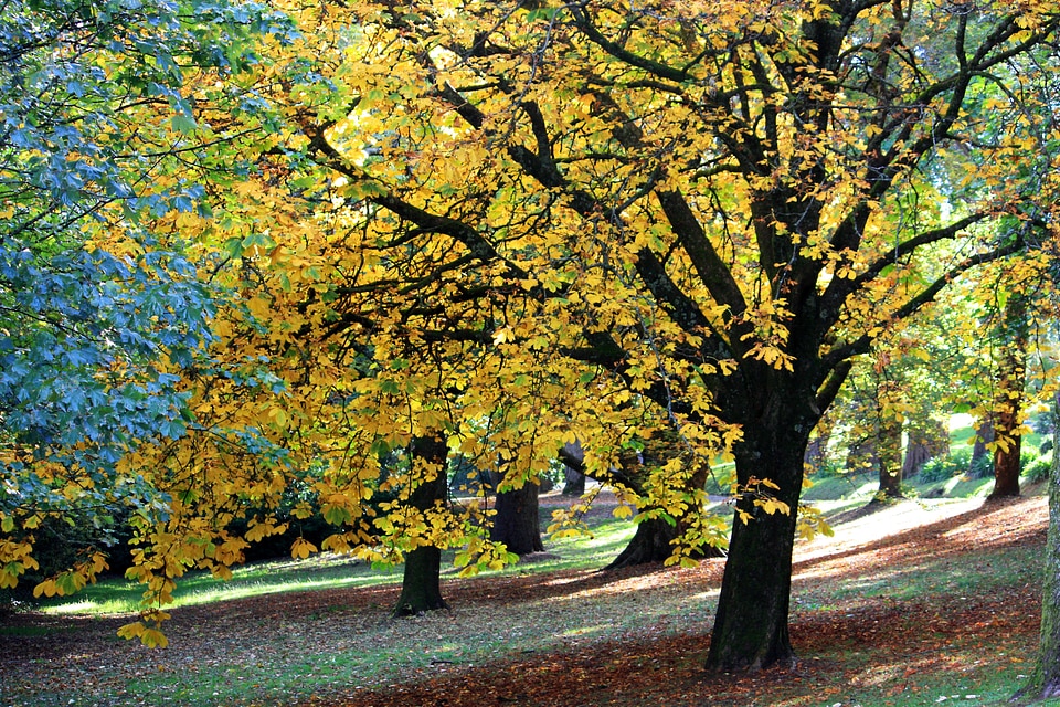 Leaf season yellow