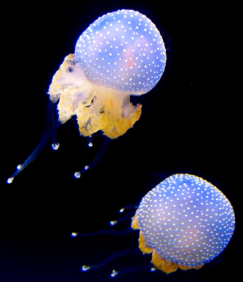 jellyfish 3 photo