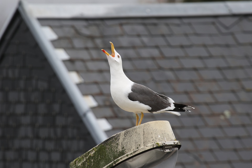 Bird gull animal