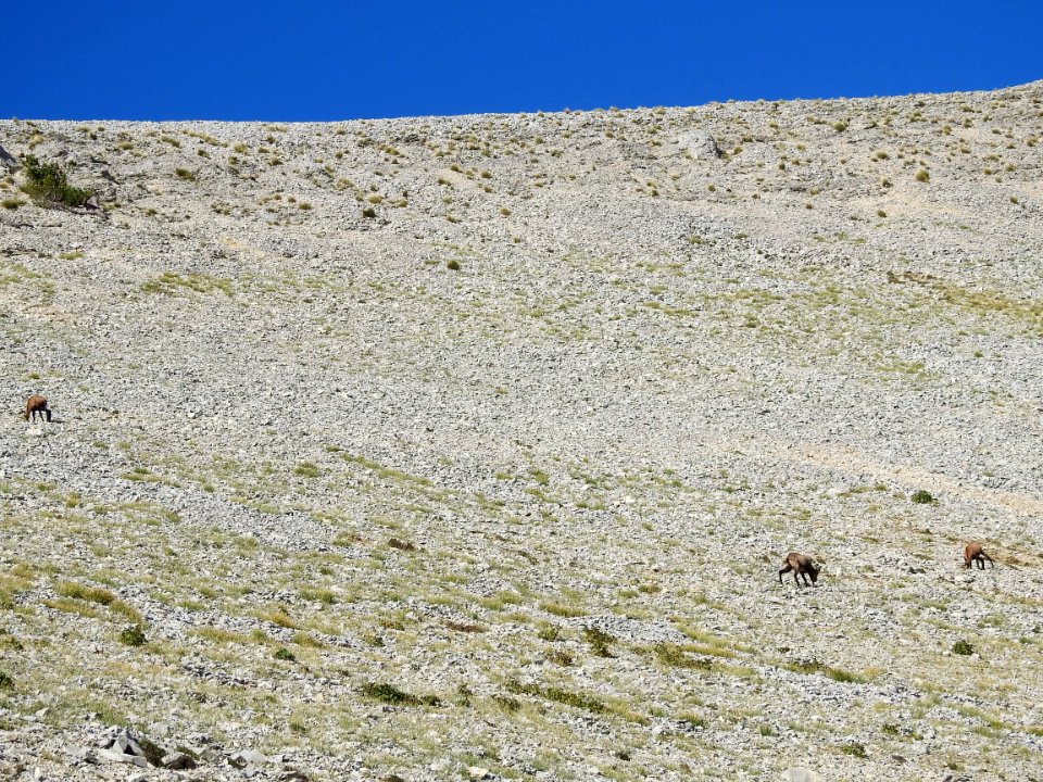Chamois  Mt Ventoux  nord Col des Tempetes
