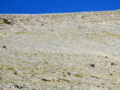 Chamois  Mt Ventoux  nord Col des Tempetes