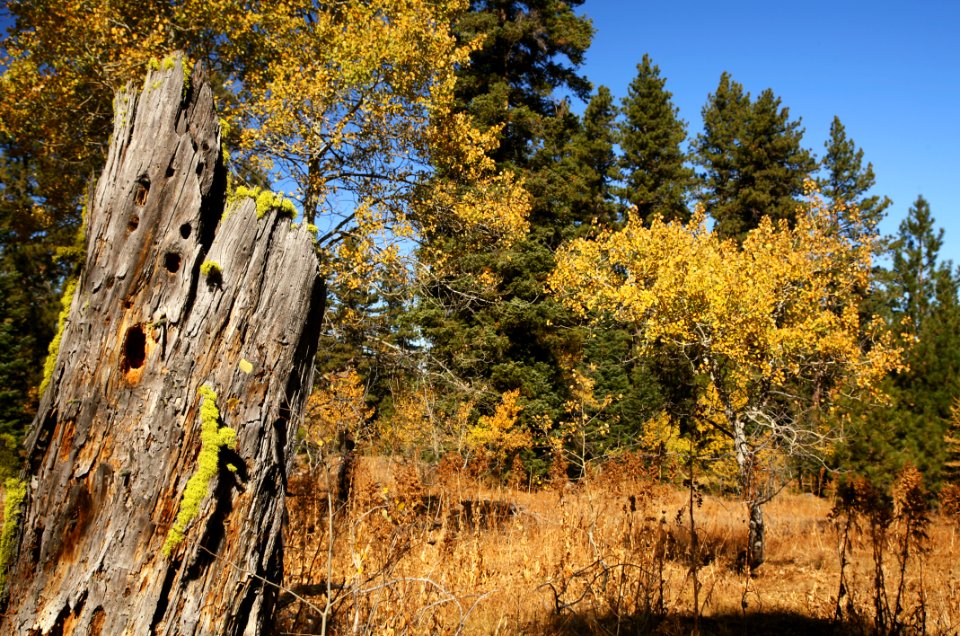 Fall by Dependent Mine-Ochoco