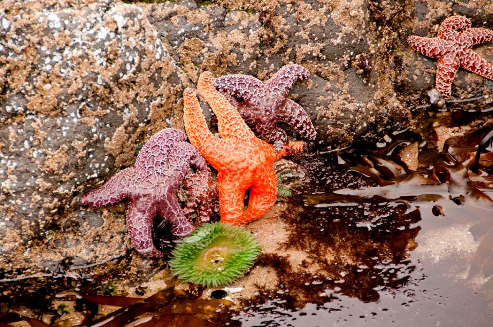 Trio of Seastar at Cape Perpetua, Siuslaw National Forest