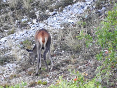 Biche   JPG