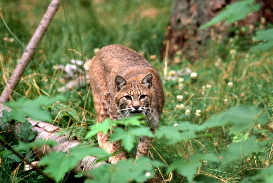 Bobcat, wildlife.jpg