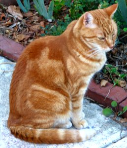 marmalade cat photo