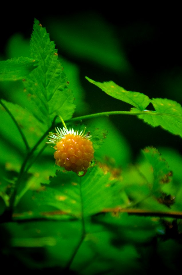 Salmonberry in Rain 2-Columbia River Gorge