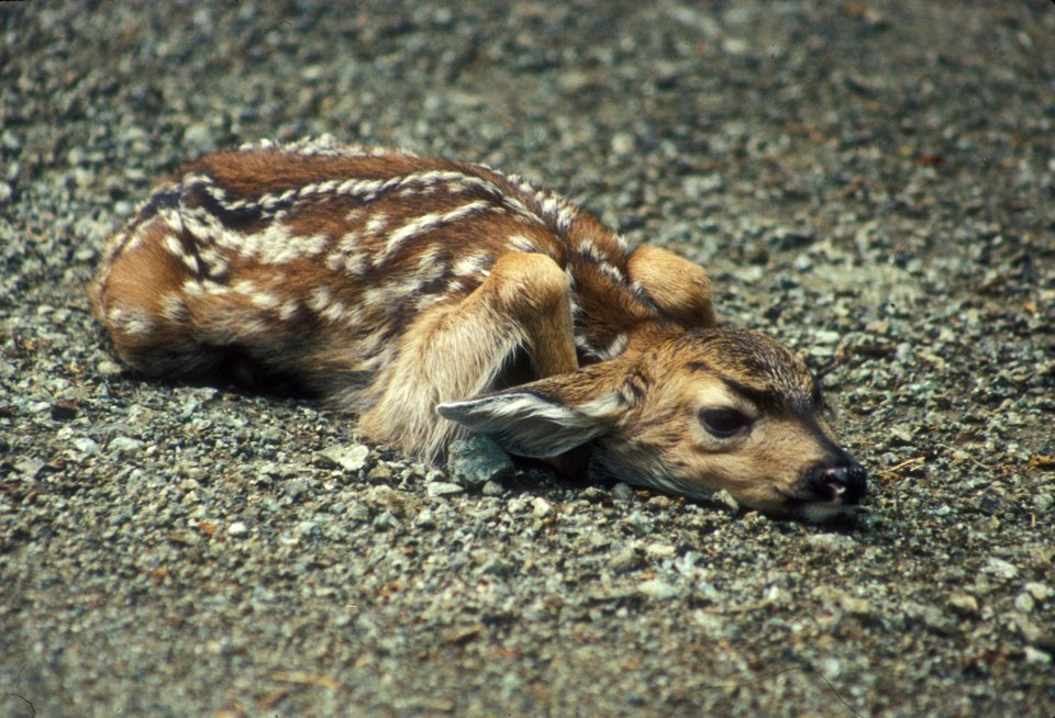 A fawn lies on a forest road, Olympic National Forest.