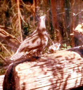 3938A Ruffed Grouse, Colville NF