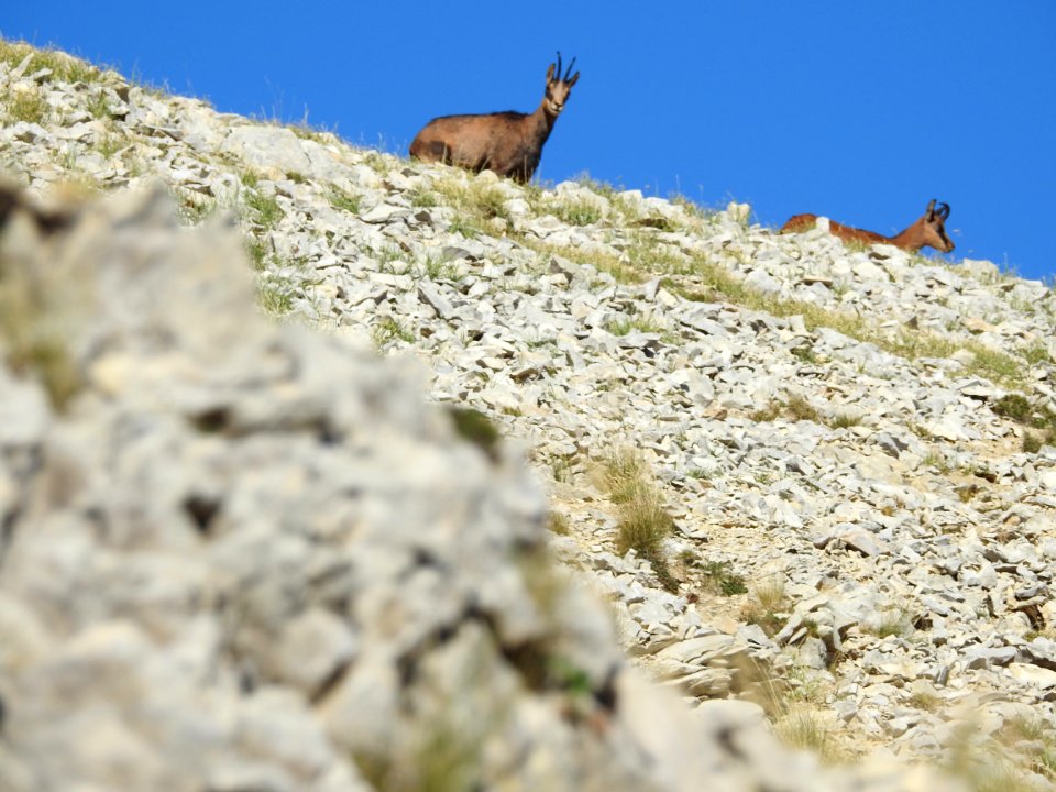 Chamois   Mt Ventoux  nord  Sentier du Voltigeur