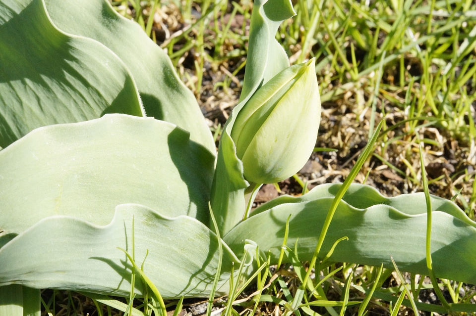 Spring flower nature
