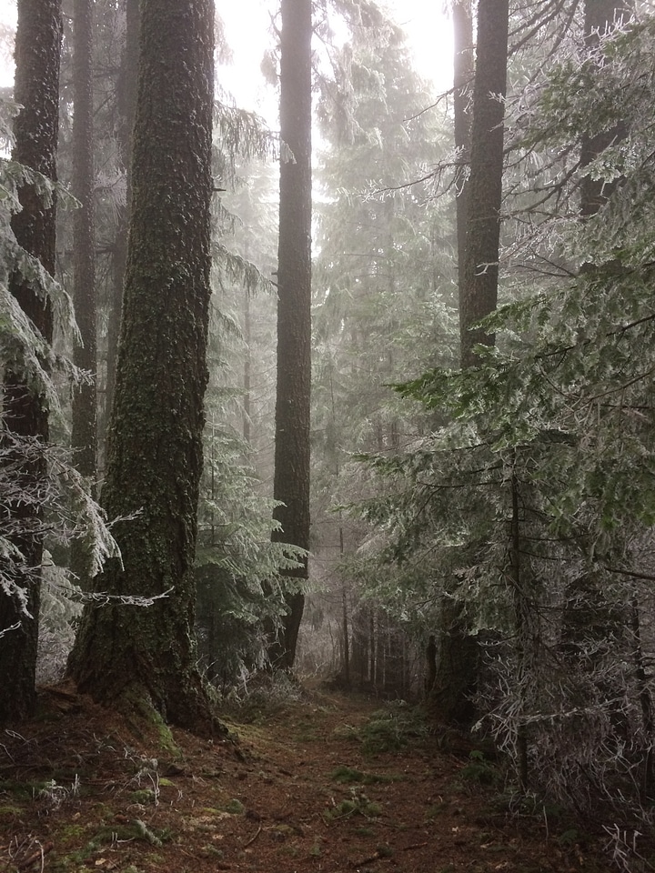 Frost tree outdoors
