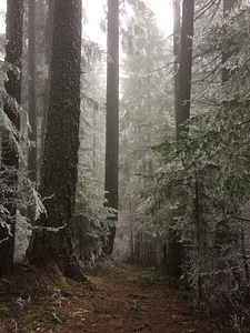 Frost tree outdoors photo