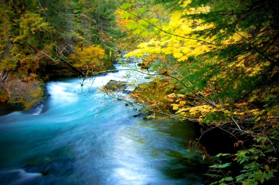 McKenzie River Fall Color, Willamette National Forest