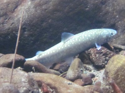 Upper Middle Fork Restoration-Bull Trout in Stream, Willamette National Forest photo