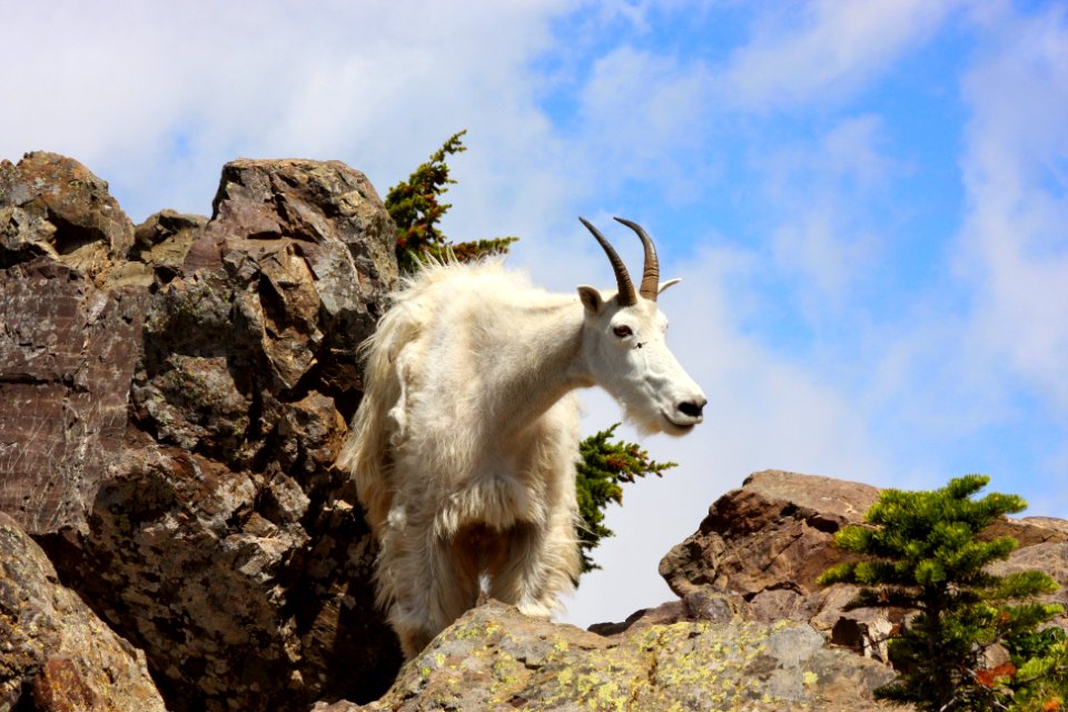 Mountain Goat on Crag-Olympic