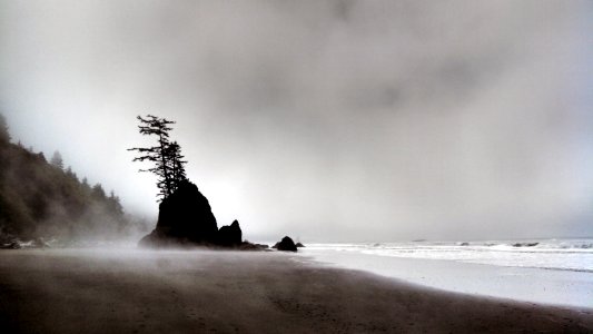 Mist and solitude on the PNT on the Wilderness Coast in Olympic National Park