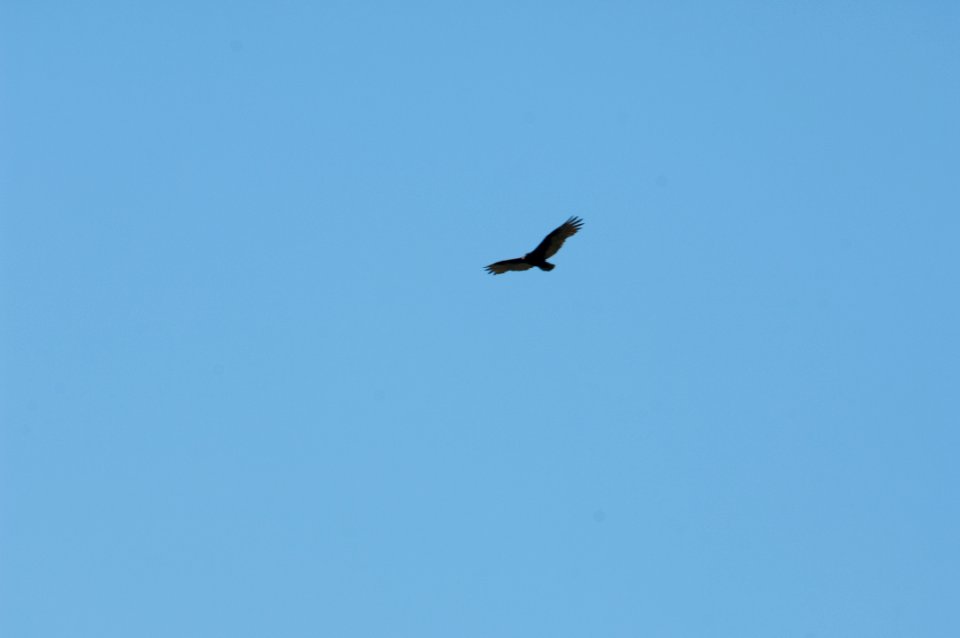 RED TAILED HAWK 02 GIFFORD PINCHOT