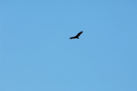 RED TAILED HAWK 02 GIFFORD PINCHOT