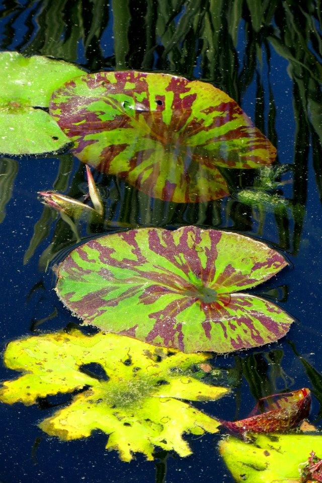 waterlily pads
