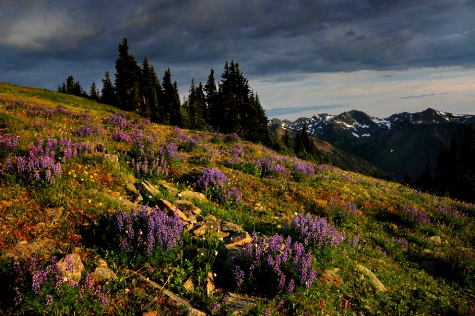 Wildflower Meadow on the Peninsula-Olympic