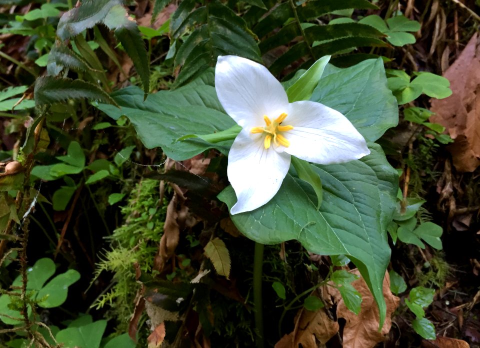 Trillium, Clover and Moss-Columbia River Gorge