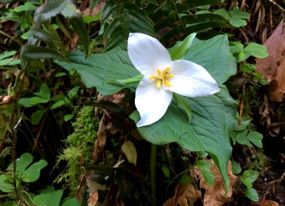 Trillium, Clover and Moss-Columbia River Gorge