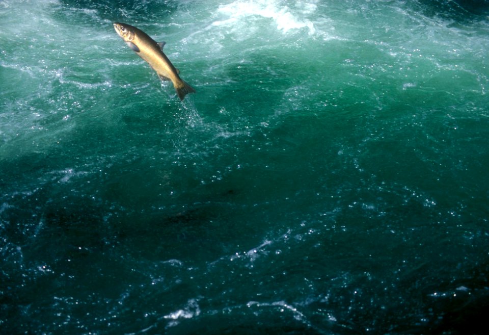 STEELHEAD JUMPING UMPQUA