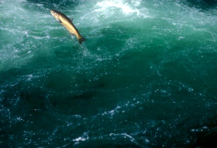 STEELHEAD JUMPING UMPQUA photo