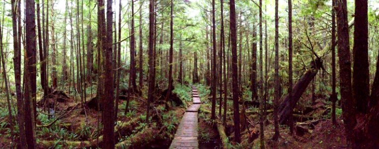 Boardwalk on the Cape Alava Trail, Olympic National Park