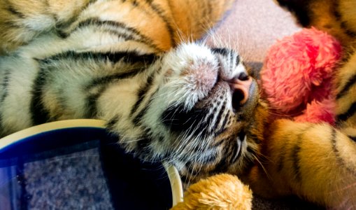 Tiger cubs - Dreamworld photo