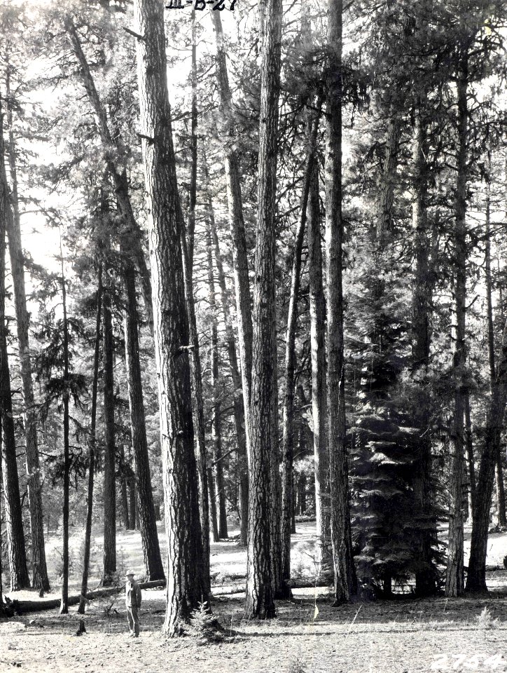 ochoco forest 1922