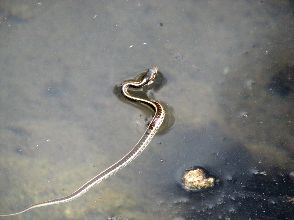 Garter snake swimming, Olympic National Forest