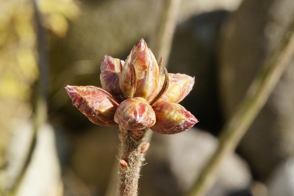 Spring nature awakening