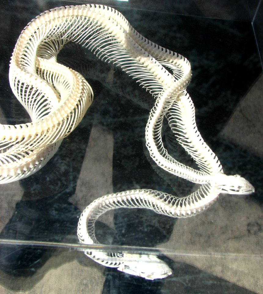 intertwined snake skeletons