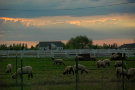 Sheep in Oakdale