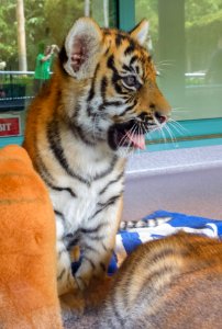 Tiger cub - Dreamworld photo