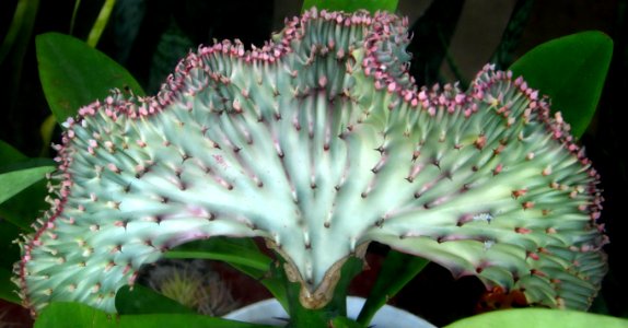 cactus wing