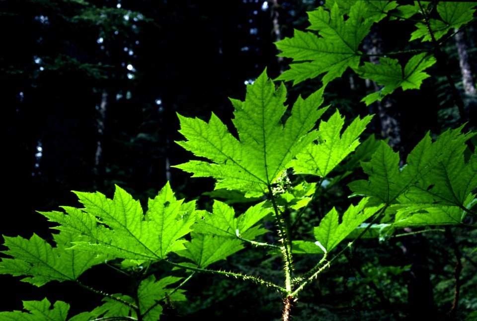 Bigleaf Maple Close-Up.jpg