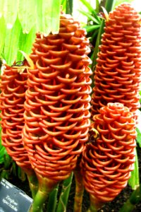 orange beehive ginger