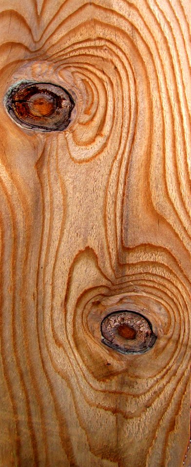 knotholes 1