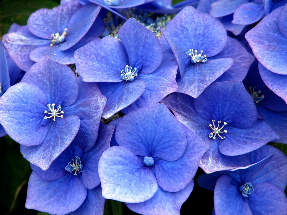 blue hydrangea closeup