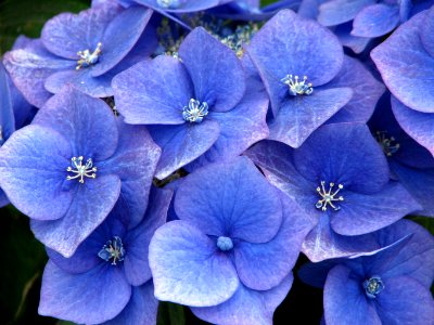 blue hydrangea closeup photo
